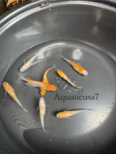 5+1 Free Komachi MEDAKA Juvenile/Japanese Rice Fish