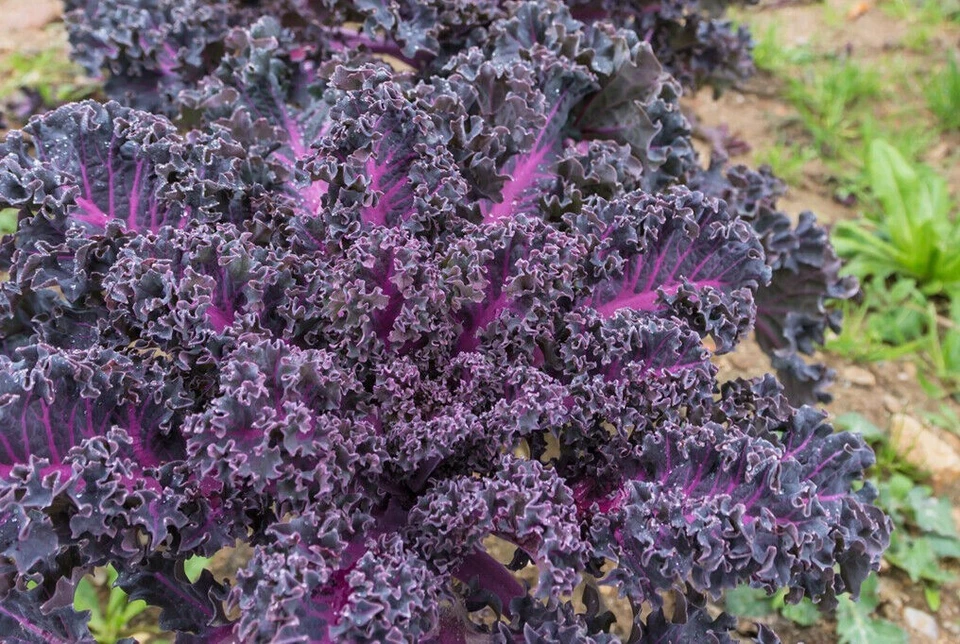 VALEYRAC EXOTICS Scarlet Kale - Frisé Scarlet - 50+ graines - graines - graines - B 016