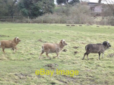 Foto 6x4 Drei Billy Ziegen ? Der Blick auf die Soay (Schafe) Widder vom p c2015