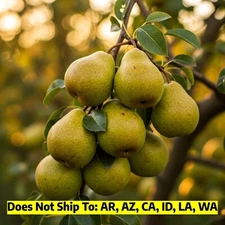 Pear Tree Live Plant Kieffer Pyrus Communis Outdoor Fruiting Potted 6-7 Feet