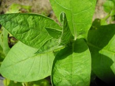 Orient Samsoun Tabaksamen Tabakanbau Zigaretten Pfeifen Tabak Samen