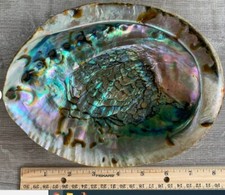 Abalone Seashell Incense Burner Smudge Bowl Holding Smudge Sticks Pick Your Size