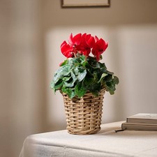 2 Elegant Red Cyclamen Plants for Autumn & Winter Displays