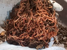 🐛Composting Worms / Red Wigglers / Ready Now / Live / Free Shipping🐛