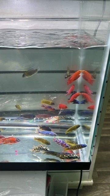 LIVE LOT of 15 Peacock African Cichlid 2" (GRADE-A and FULL COLOR) - Image 3 of 4