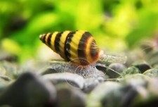 5 Assassin Snails Clea Helena Live Freshwater Snail - Plants
