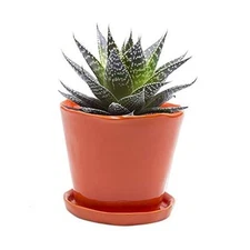  ‘Tika’ Big Succulent Pot — 5” Cute Planter Pots for Indoor Plants — Orange