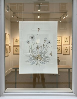 Gouache Gemälde afrikanisches Gänseblümchen botanische Studie akkreditiert Alice Margaret Mäntel
