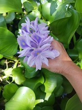Medium- Large Hyacinth Water Bundle 50 Wholesale Live Aquatic Plants