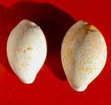 CYPRAEA FOSSILE MIOCÈNE DU MAINE-ET-LOIRE