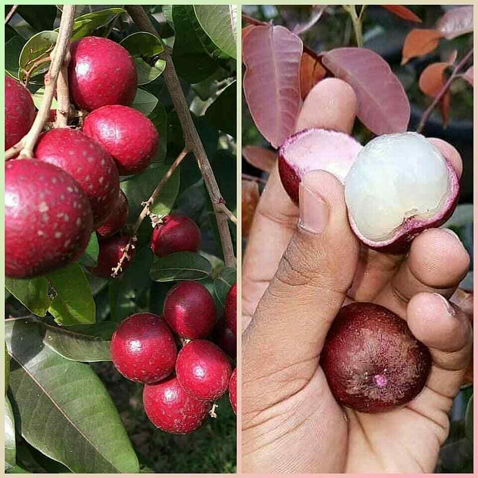 Red Ruby Longan Grafte  tree+ phytosanitary Certificate  DHL