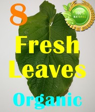 Hierba Santa Hoja Santa - 8 Fresh Leaves Natural Organic Root Beer Plant Leaf 