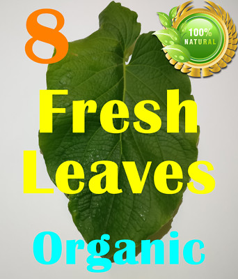 Hierba Santa Hoja Santa -  8 Fresh Leaves Natural Organic Root Beer Plant Leaf !