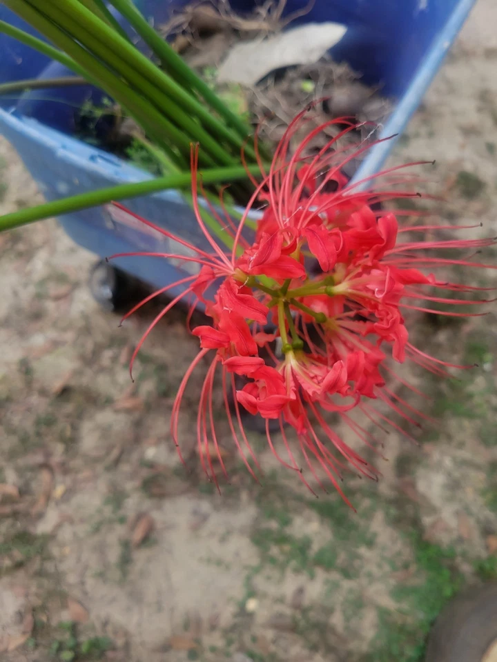 10 LARGE Red Spider Lily Bulbs DUG FRESH UPON PURCHASE Lycoris radiata - Image 3 of 4