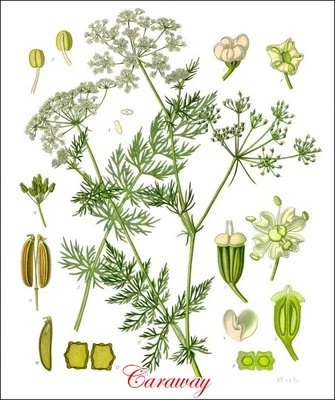 Certified Organic Caraway Seeds Carum Carvi 2 oz /100 gm/ 1 lb/ 200 each Kosher