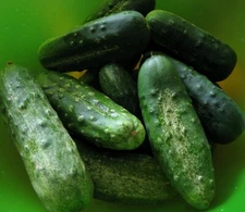 Cucumber Seeds- Boston Pickling Heirloom- 100+ seeds for 2021