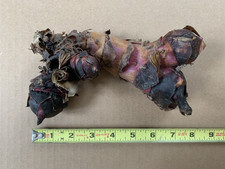 ONE LARGE Canna Lily Bulb Rhizome, Large Green Leaves, Red Flower Easy Plant [c