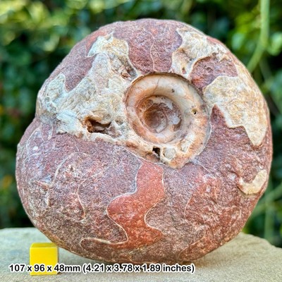 Seltener Perm Ammonit Fossil Metalegoceras sundaicum - Unterperm, Osten