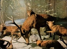 Wolves Attacking Deer Bucharest Romania vintage postcard e365