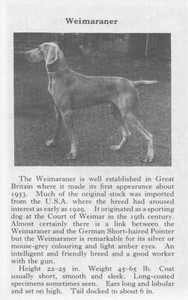 Weimaraner - 1970 Vintage Dog Art Photo Print - CUSTOM MATTED - Gift