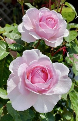 ROSE　クルユア Olivia Rose Austin - 4 Unrooted Cuttings for planting | eBay