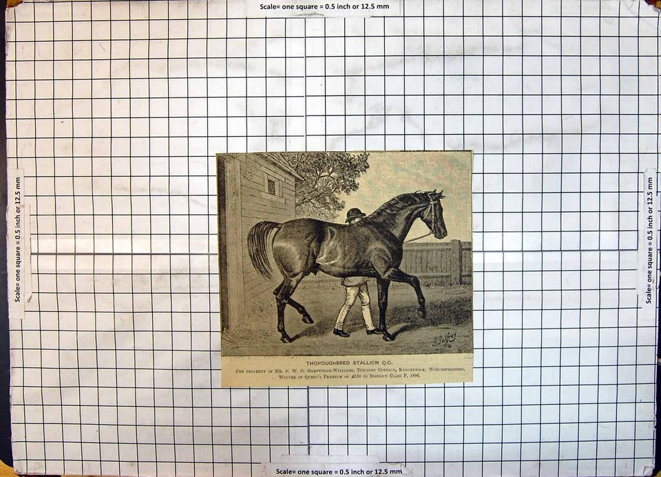 Antique Old Print Race Horse Thoroughbred Stallion GresweWilliams