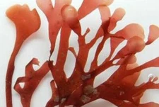 Live Red Hearts Macroalgae 3” Frag Reef Tank Refugium