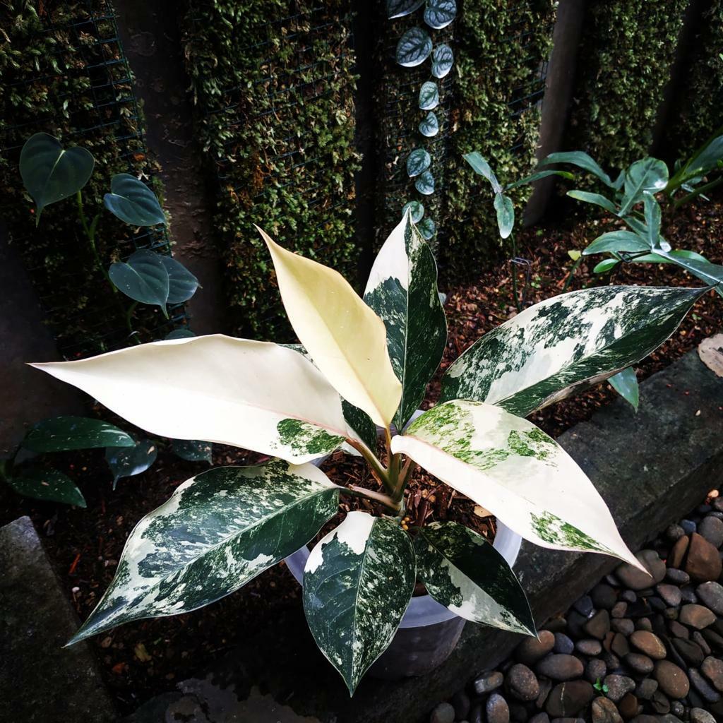 aglaonema for sale aglaonema for sale Shipping to South Africa