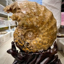 15LB TOP Natural cavel ammonite fossil quartz crystal mineral specimen+stand