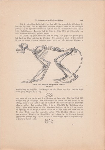Alte ANTIKE KUNSTDRUCKE von 1902 aus Wissenschafts-Magazinen ECHT Buchseiten A4 - Bild 19 von 24