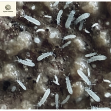 Temperate Springtails, bioactive cleanup crew