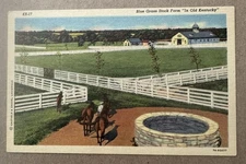 Blue Grass Stock Farm In Old Kentucky Horses 1948 Vintage Curteich