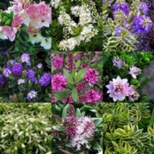 10X SHRUBS & HEBES MIXED FLOWERING PLANTS WINTER HARDY EASY TO GROW 9CM POTS