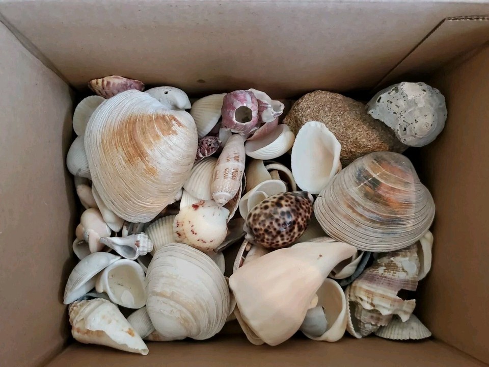 Lot of Sea Shells From Beach Florida 4.4lbs Beach Variety eBay