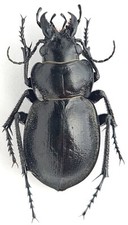 Coleoptera Carabidae Calosoma (Callisthenes) elegans rostislavi Kazakhstan