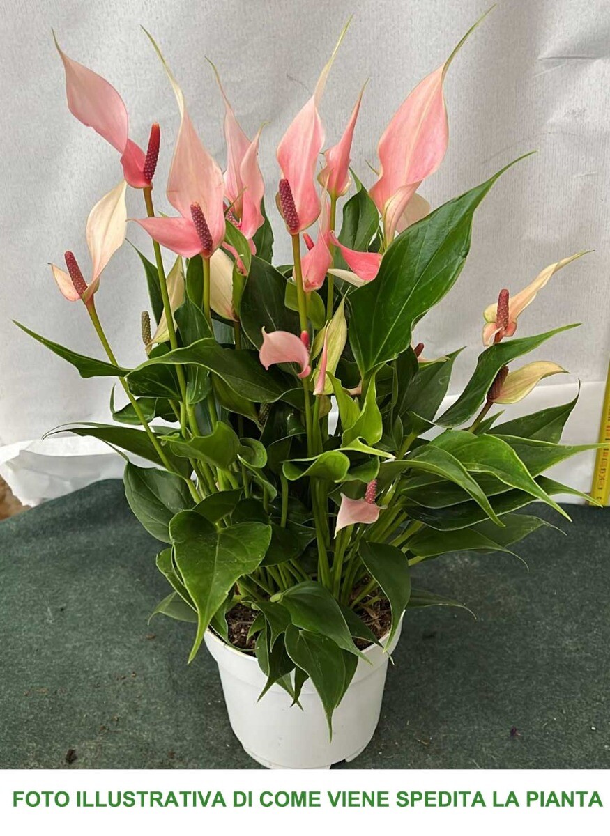 1 PIANTA DI ANTHURIUM LILLI IN VASO 14CM DA INTERNO APPARTAMENTO anturio  8717777736156 | eBay.de