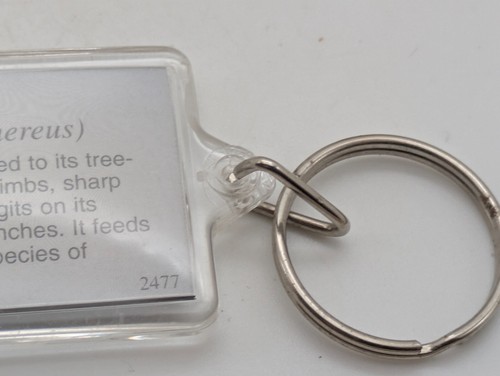 Koala Bear Picture and Facts Keychain Plastic - Picture 4 of 4