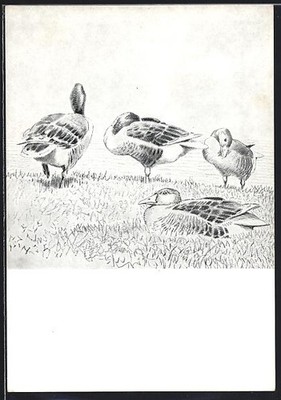 Ducks in a Meadow Postcard 