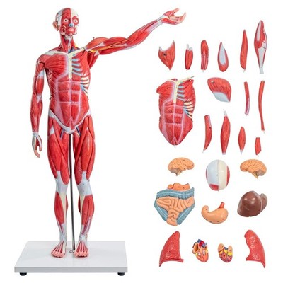 Half-Size Human Muscular System Anatomy Model 27-Piece Teaching - NIB