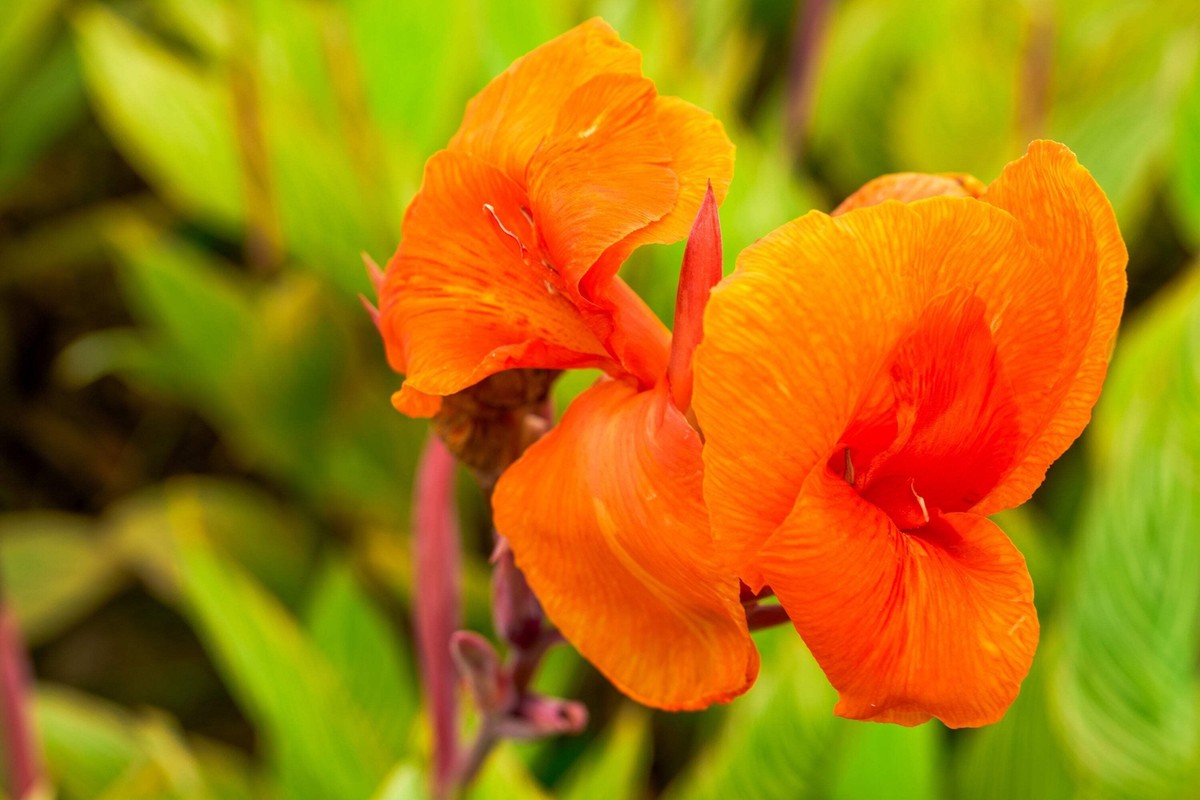 5 ORANGE CANNA LILY Indian Shot Arrowroot Canna Indica Flower