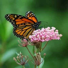 25+ Pink Milkweed/asclepias seeds Monarch butterflies Asclepias  Cinderella Pink