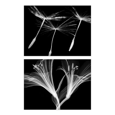 X-Ray Of Dandelion Flowers And Leaves Photography Unframed Art Print 2 Pack