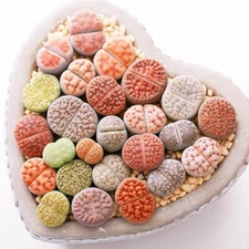 Mixed Lithops Pseudotruncatella Seeds, Living Stones Succulent Seeds, 100pcs