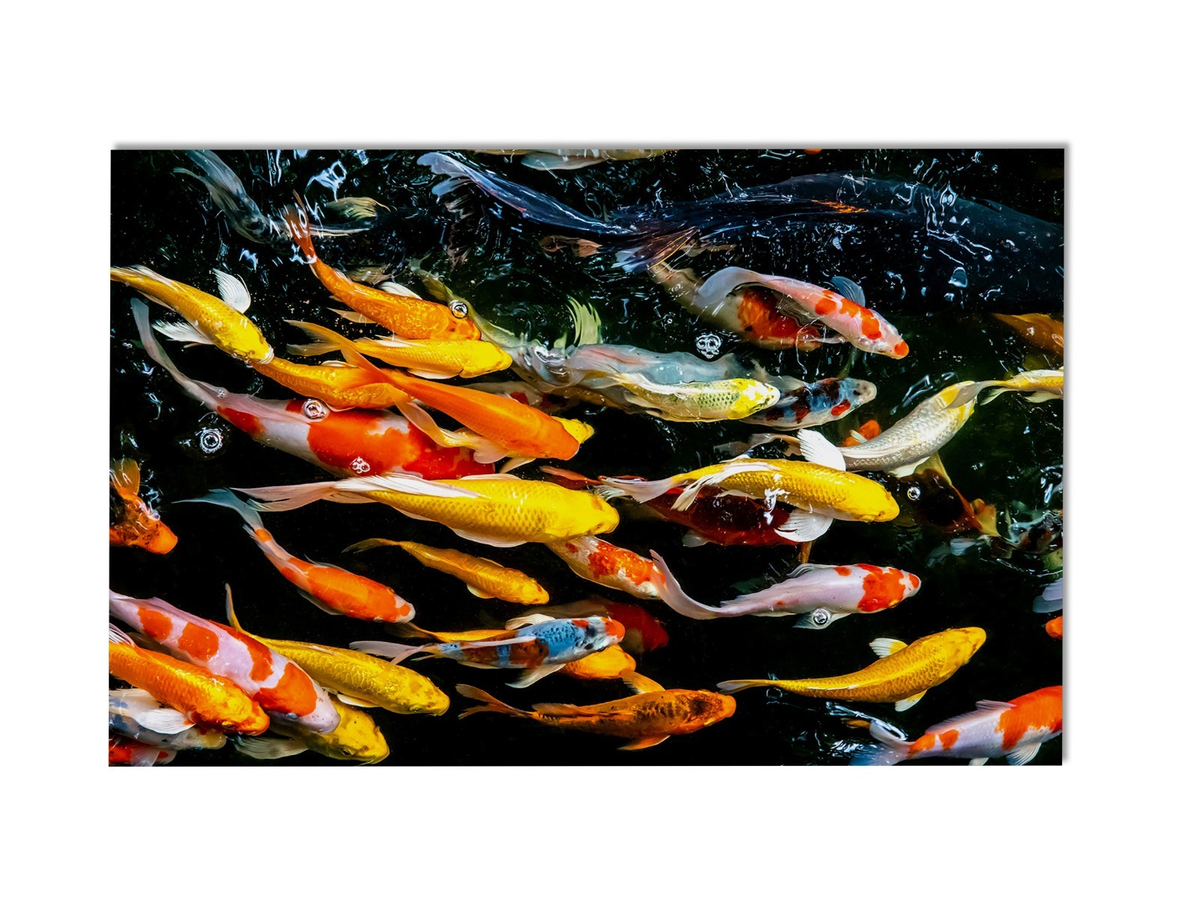 アートパネル　レッドフィッシュ s-l1200.png