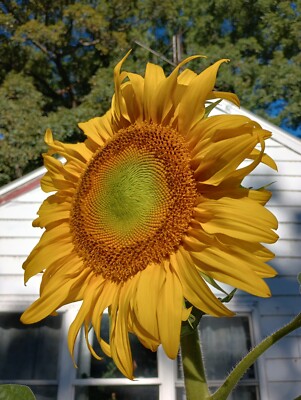 30 Titan Giant Sunflower seeds 20+ Inch Wide Heads!!! Easy and Fun