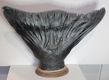 Vintage Halibut Tail Taxidermy Fish Mount ❦ Nautical Decor 13"H x 18"W