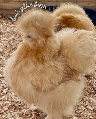 One Dozen (12) Buff Silkie & Satin Chicken Hatching Eggs    NPIP   UPS 2 Day