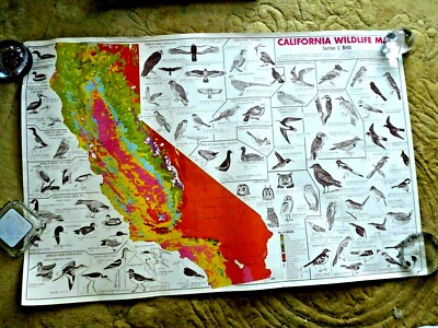 VINTAGE ILLUSTRATED MAP CALIFORNIA WILDLIFE BIRDS HAWK EAGLE DUCK FAMILIES 1960