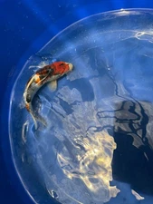 10 Inch Dainichi Showa Japanese Import Koi