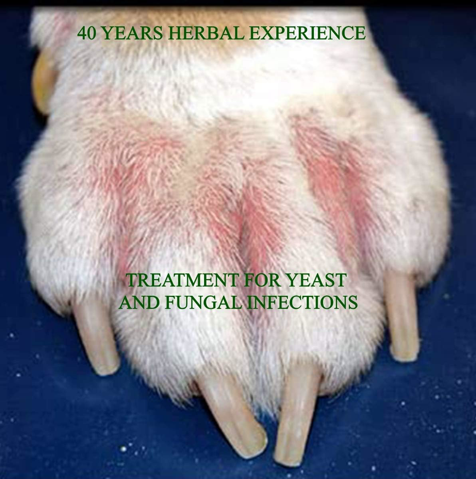 100 Natural Antifungal and Antibacterial Dog Shampoo Yeast